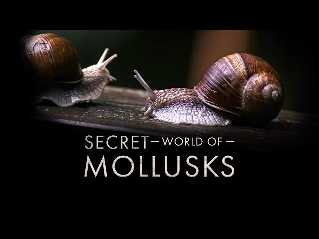 Secret World of Mollusks