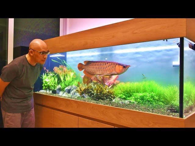 MOST AMAZING ASIAN AROWANA PLANTED AQUARIUM IN SINGAPORE?!