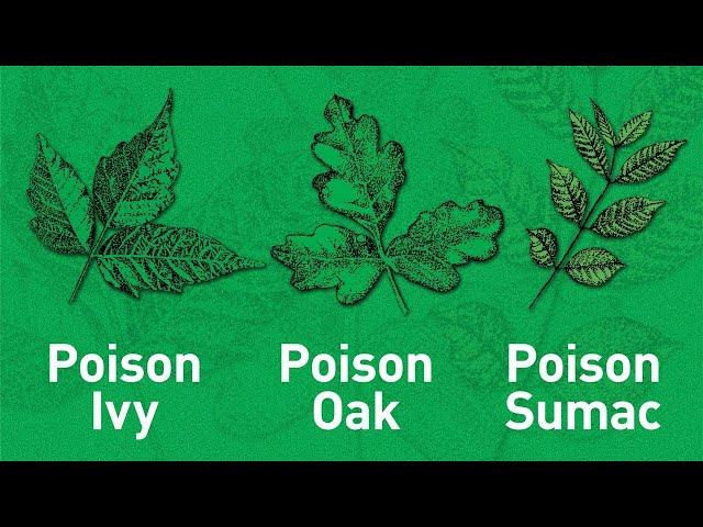 4 Tips to Outsmarting Poisonous Plants