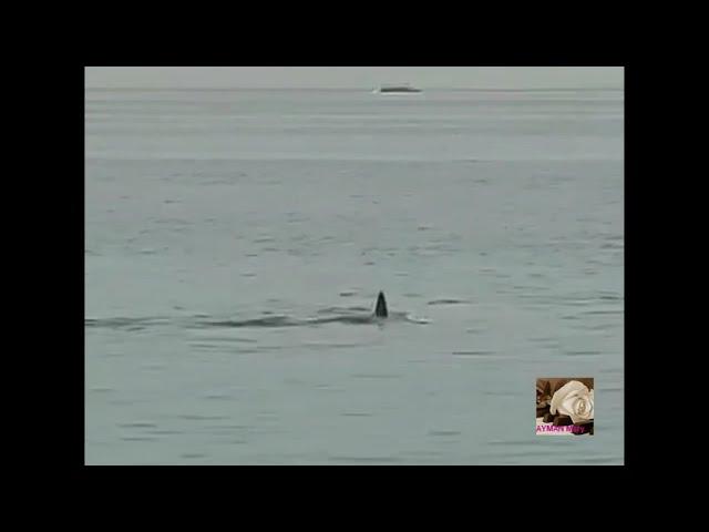 Most dramatic fatal shark attack of  Vladimir Popov. ( Uncensored viewers discretion is advised )