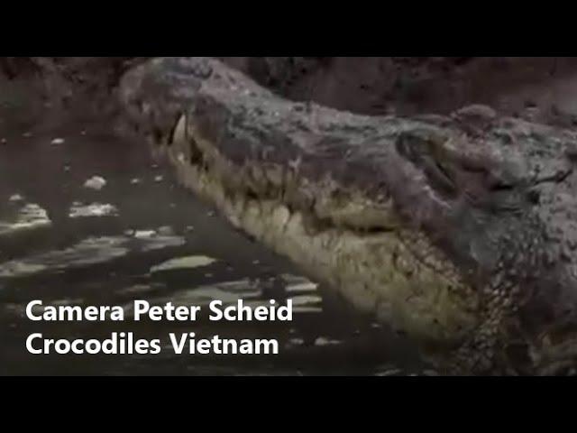 Crocodiles & Mangroves - WILDLIFE FILMS VIETNAM - Film production, drone, cameraman Ho Chi Minh City