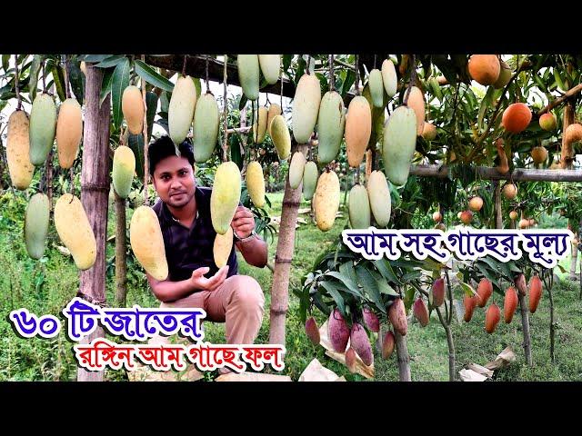 দামি আম ৬০টি জাতের রঙিন আম গাছে | অবিশ্বাস্য কম দামে বিদেশি ফলের চারা | সবচেয়ে দামি আম নার্সারিতে