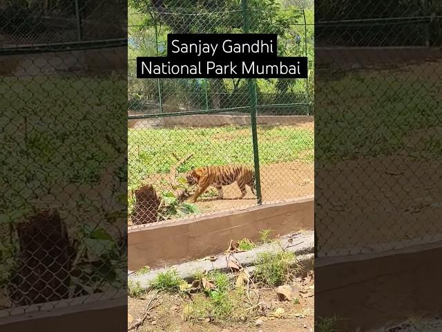 Sanjay Gandhi National Park Mumbai | Borivali West Mumbai | Wild Life Sanctuary #mumbai #borivali