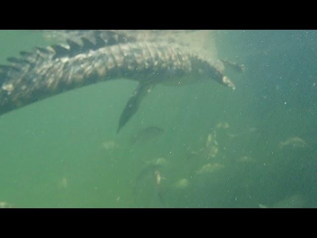 Crocodile in Cuba - Pax Arctica Expedition - Luc Hardy