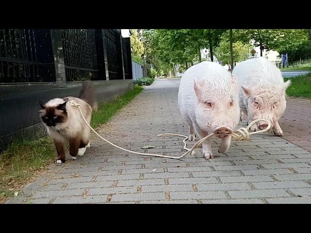 Animal BEST Friends | 1 Hour of FUNNY Pets 