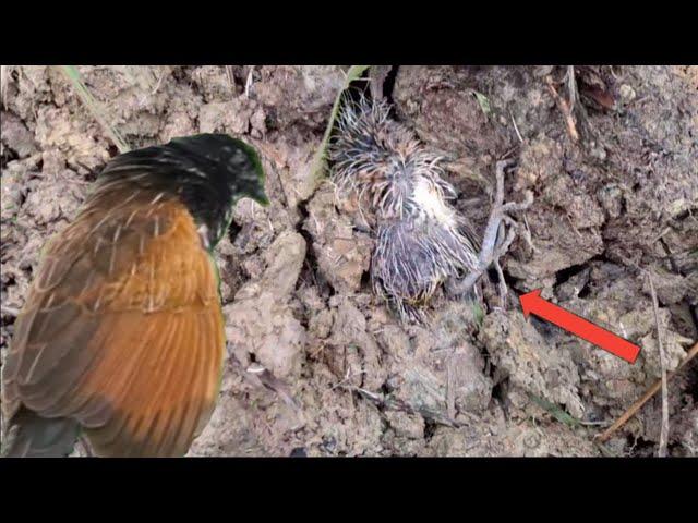 The baby but but bird almost died while digging in the ground