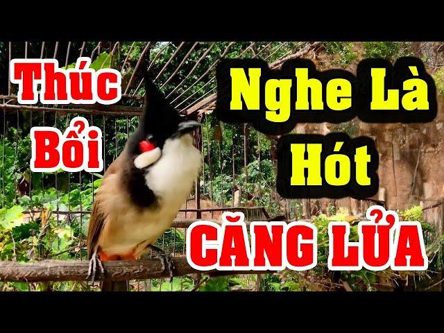 luyện cho chào mào bổi hót | luyện giọng chào mào hót sáng kích bổi hót đấu căng lửa. chào mào hót