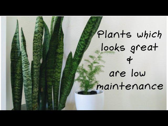 6 plants which looks great and are low maintenance houseplants | biosphereflora.