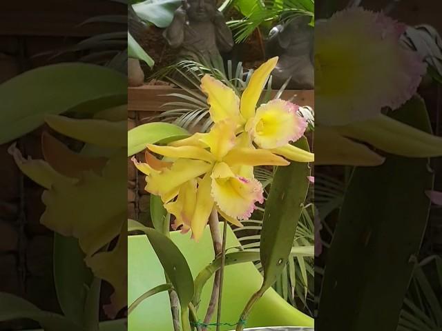 Cattleya Orchid Blooming today Iwanagara Appleblossom #orchids #orchidworld #orchidcollection