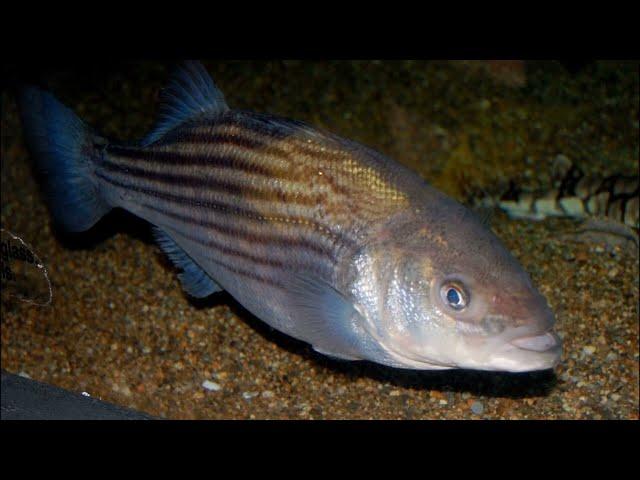 Facts: The Striped Bass