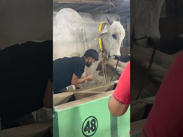BIG BULL FROM ALHAQ DAIRY #cow #dairyfarming #trending #bull #shorts