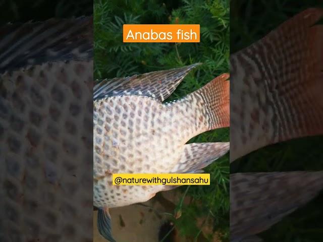 fish ️ #fish #shorts #video @naturewithgulshansahu