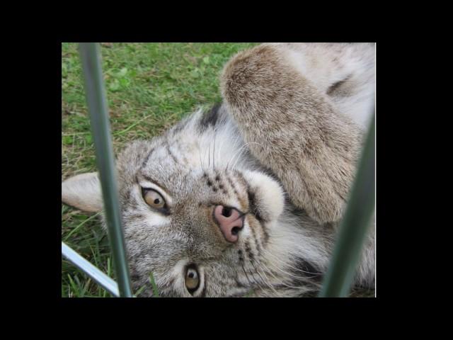 Maxwell "Max" Canada Lynx Happy 6th Birthday!