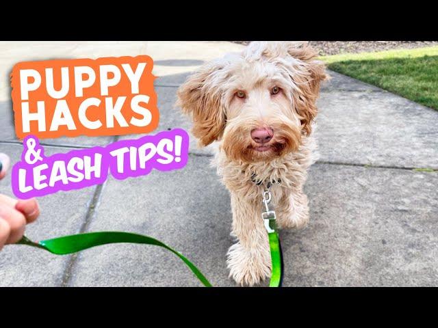 Puppy & Leash Tips that TRULY WORK!  Nobody talks about these and they're gamechangers!!!