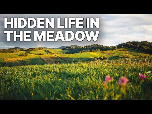 Hidden Life in the Meadow | Nature Documentary