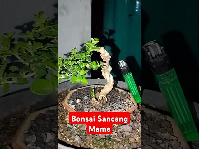 Sancang mame bonsai #shorts #bonsai #barudak_kbsc