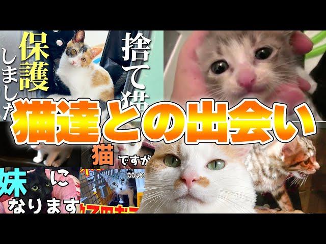猫達が初めて我が家にやってきた瞬間をまとめてみました！【年末総集編】