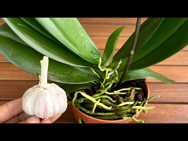 Put 1 Garlic On The Root And The Orchid Will Grow Miraculously All Year Long