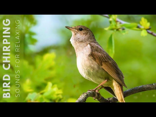 Birds Singing - 24 Hours Relaxing Birds, Soft Nature Sounds, Chirping Birds