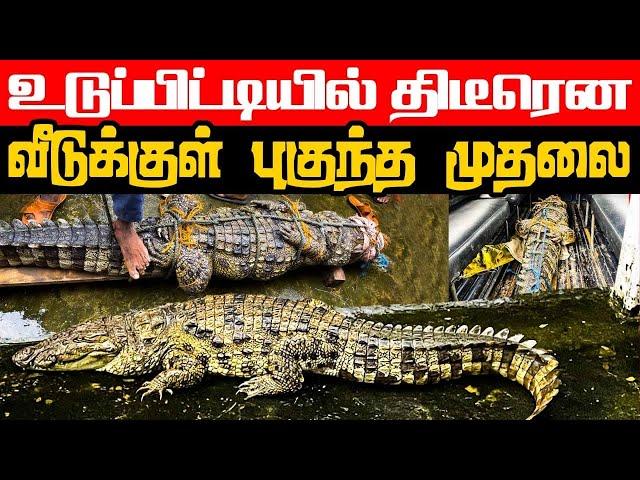 உடுப்பிட்டியில் திடீரென வீடுக்குள் புகுந்த முதலையால் பதற்றம் | valvai sulax