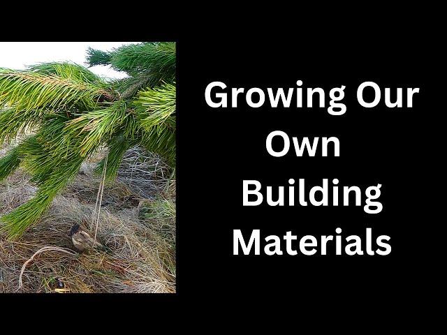 Growing our own timber beams for natural building