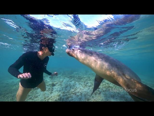 Australian sea lion - Neophoca cinerea in 4K