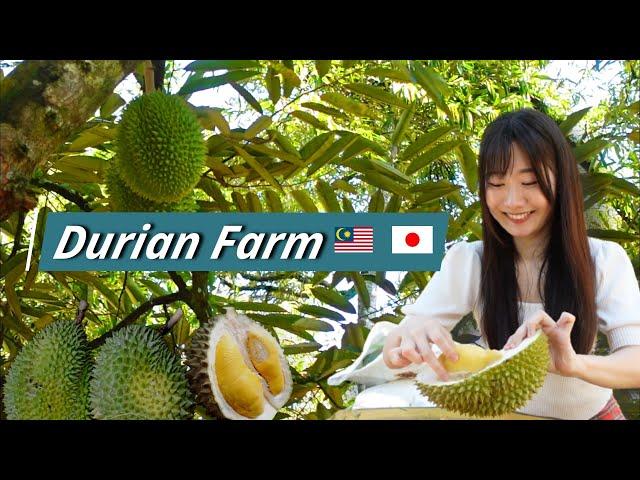 This Japanese Girl knows DURIAN more than the locals !? - DURIAN FARM in Bentong Pahang