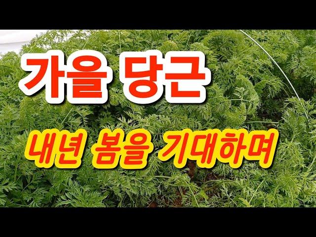 덜 자란 가을 당근 부직포랑 비닐로 보온해서 월동하기 #당근 #주말농장 #도시농부