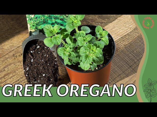 GREEK OREGANO Growth, Growing and Care Tips! (Origanum vulgare hirtum)