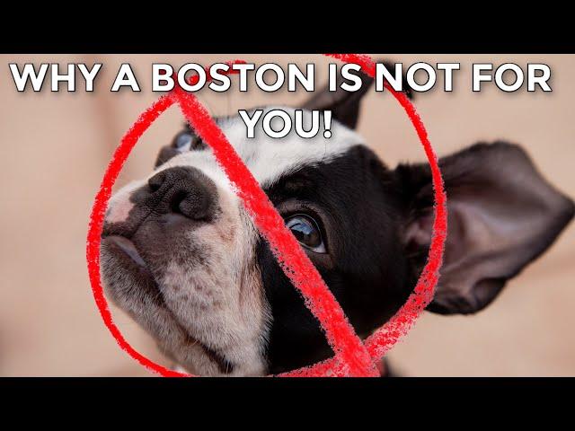 5 Real Reasons NOT To Get A Boston Terrier