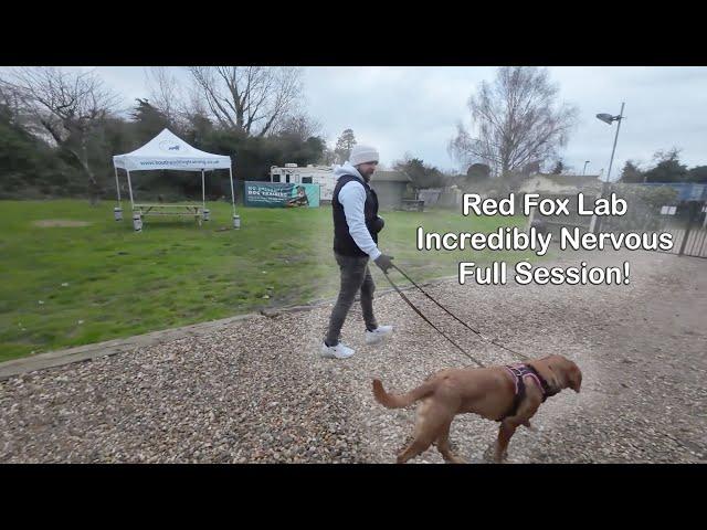 Red Fox Lab - Incredibly Nervous - Professional Dog Trainer - Full Session