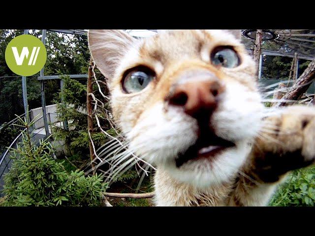 Risky business: Feeding predators at the Alpine Zoo