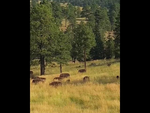 Bison Buffalo Herd Outside Denver - Colorado Wildlife - Relaxing Nature  #Shorts