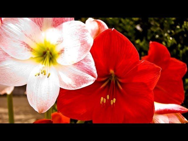 AMARYLLIS IN MY GARDEN.