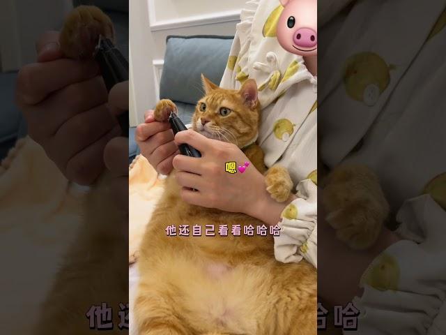 【#猫咪叫不苦】拥有一只超乖的小猫是什么体验~大概就是谁养谁迷糊吧 #宅家治愈记 #万物可爱计划
