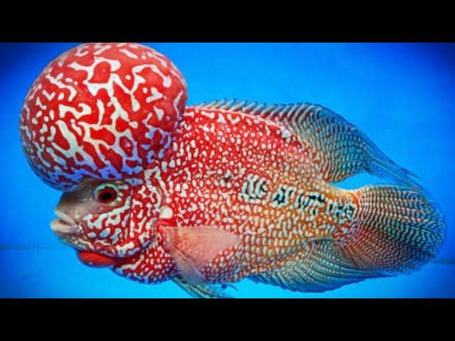 #aquarium #fish #shop #Flowerhorn AL NOOR PETS 8919447418