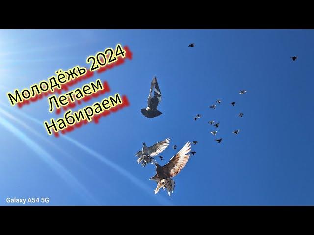 Молодёжь бойных голубей 2024. 5 минут неба. Летаем, набираем. #голуби #бойныеголуби