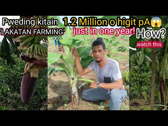 HOW TO EARN A MILLION IN BANANA LAKATAN PLANTING?/ PAANO KIKITA NG MILYON SA PAGTANIM NG LAKATAN?