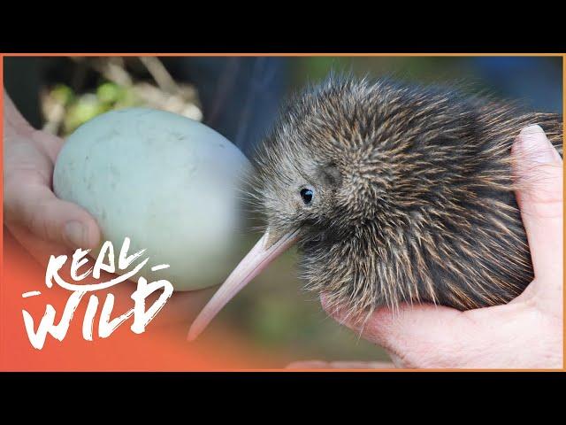 How Does The Tiny Kiwi Bird Survive When It Can't Fly? | Modern Dinosaurs | Real Wild