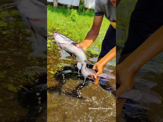 Amazing Natural Hand Fishing, #handfishing #amazinghandwriting  #fish #fishingvideo #popularshorts