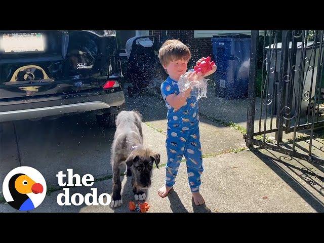 Little Boy Gets A Puppy Who Grows Up To Be ENORMOUS | The Dodo