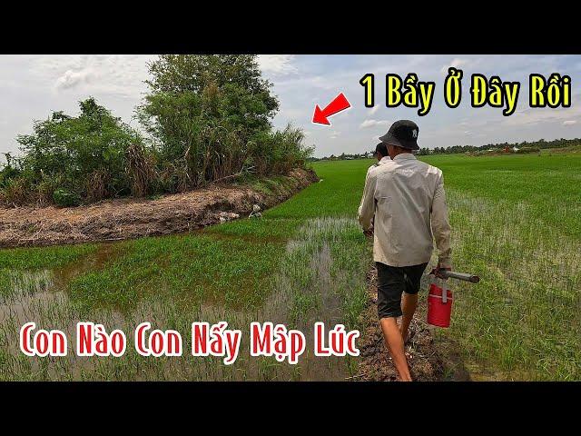 Trúng Mánh 1 Ổ Rắn Con Nào Cũng Mập Ú Bắt Mát Cả Tay | Mười Thương SB