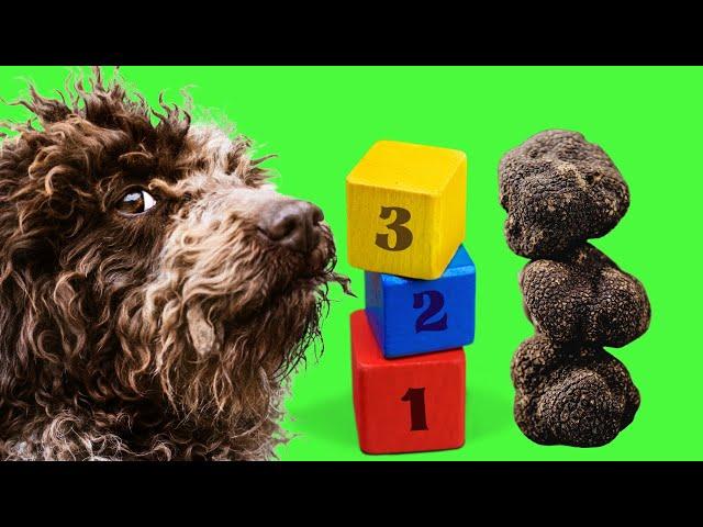 Truffle Training for Lagotto Puppies : Foundations