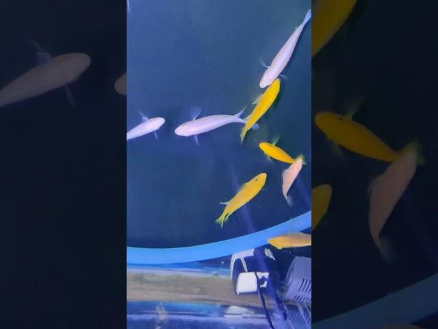 #shorts water change cichild