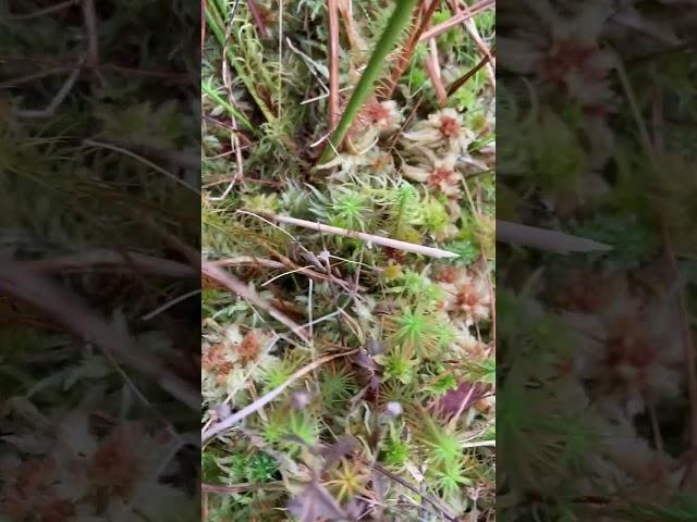 Sphagnum or Boggy PomPom mosses create peat, using up more atmospheric carbon than forests #moss