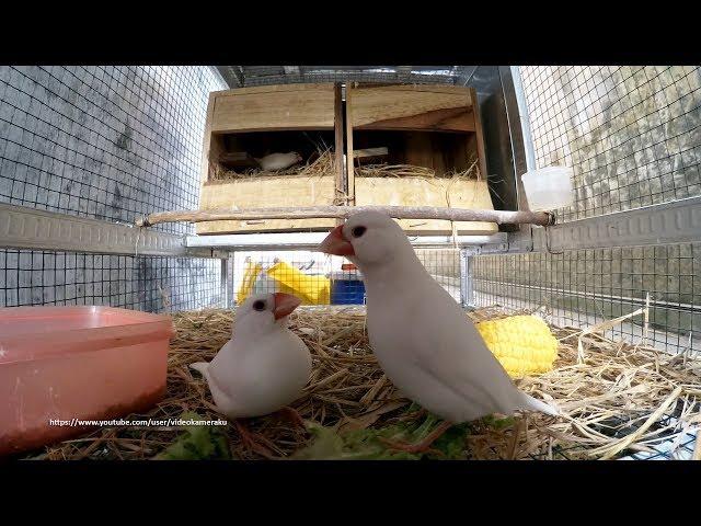 Java Sparrow Build Their Nest Part 2