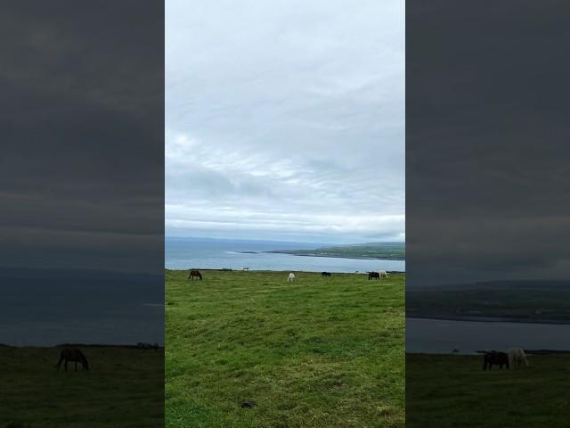  Living on the Edge #ireland #horses #cliff