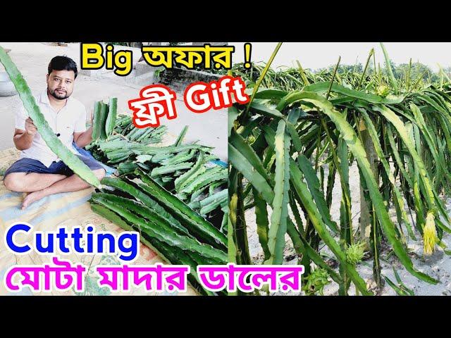  ড্রাগনের Cutting বিক্রির অফার !   #dragon #dragoncutting