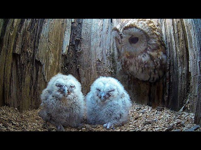 Tawny Owl Luna's Tragic Loss Has a Happy Ending| Luna & Bomber | Robert E Fuller