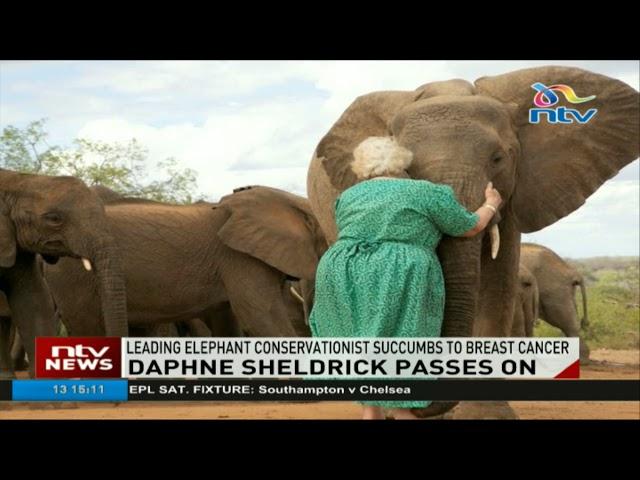 Leading elephant conservationist Daphne Sheldrick succumbs to breast cancer